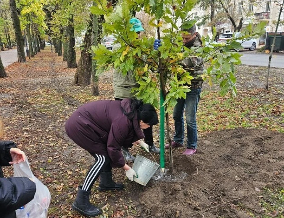 В Ставрополе высадили более 200 деревьев на трех городских улицах0