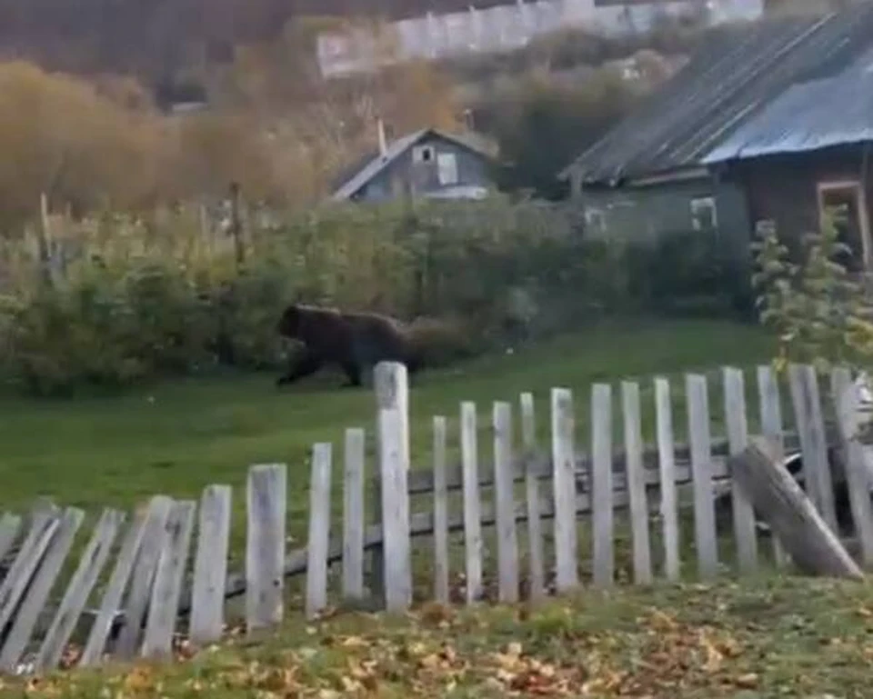 Жители Кисловодска заметили большого медведя на улице Садовой0