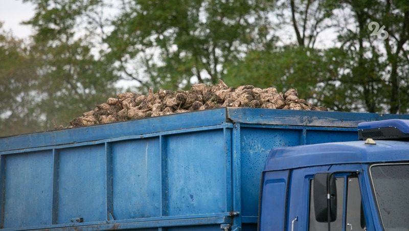 Более 1,4 млн тонн сахарной свёклы собрали на Ставрополье