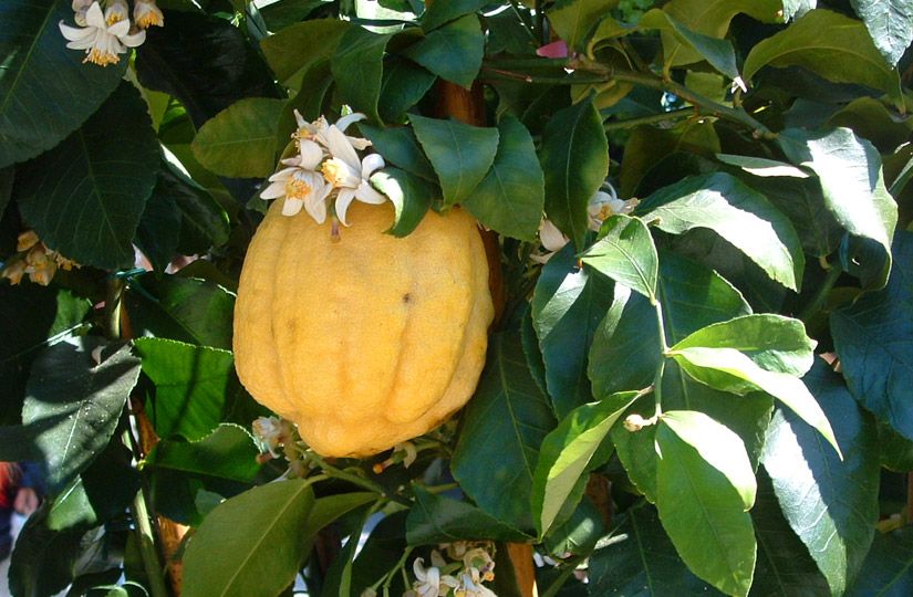 Какой цитрус самый калорийный, а какой стал основой легендарного чайного купажа3