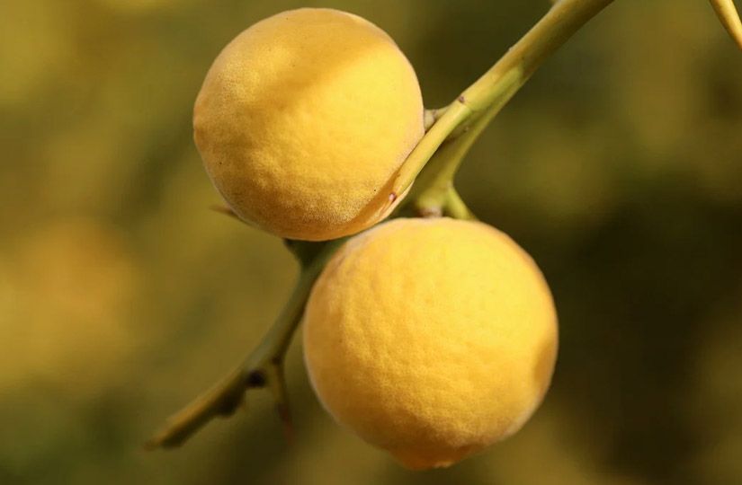 Какой цитрус самый калорийный, а какой стал основой легендарного чайного купажа14
