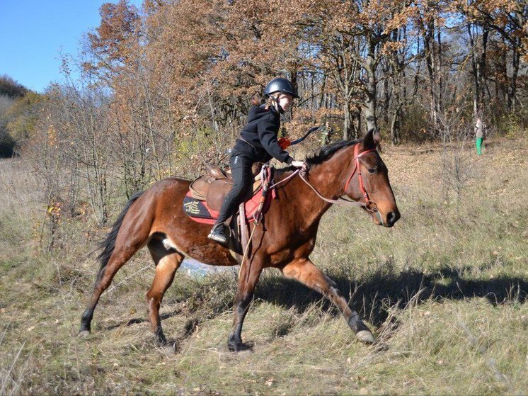 Конные лучники из Ессентуков стали лучшими на всероссийских соревнованиях