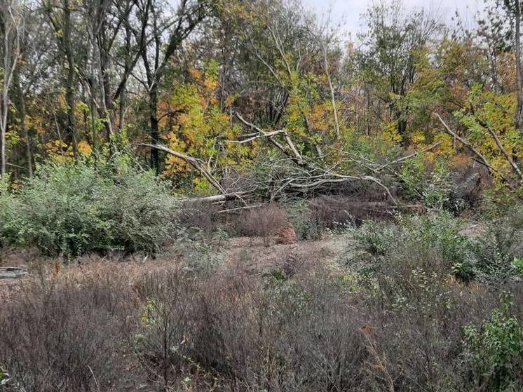 Сухостой возле аэропорта в Минеральных Водах может спровоцировать пожар