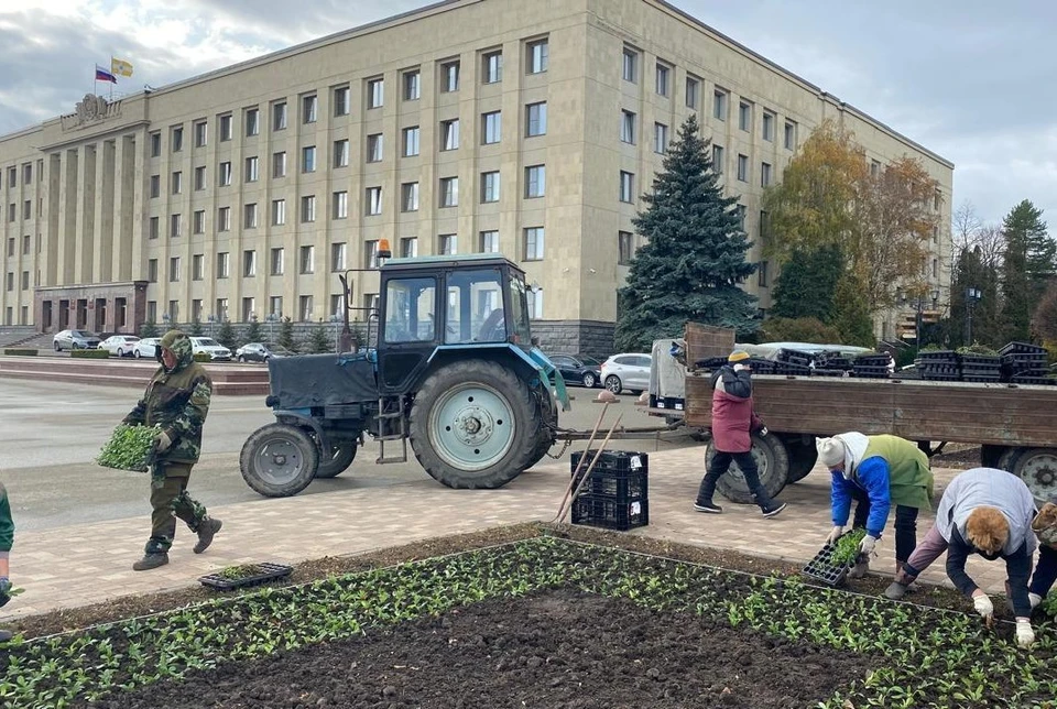 В декабре в Ставрополе высадят 220 тысяч цветов на зимовку0