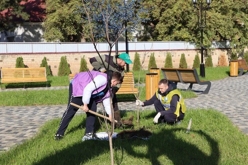 В Ипатово на Ставрополье высадили молодые деревья в сквере молодоженов0