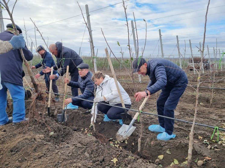 В Новоалександровском округе приступили к закладке второй очереди суперинтенсивного сада