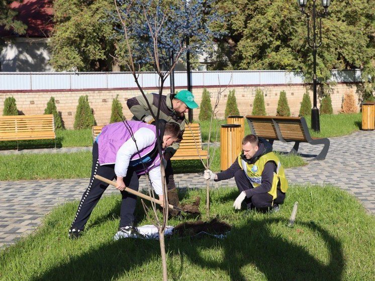 В Сквере молодожёнов города Ипатово высадили молодые деревья