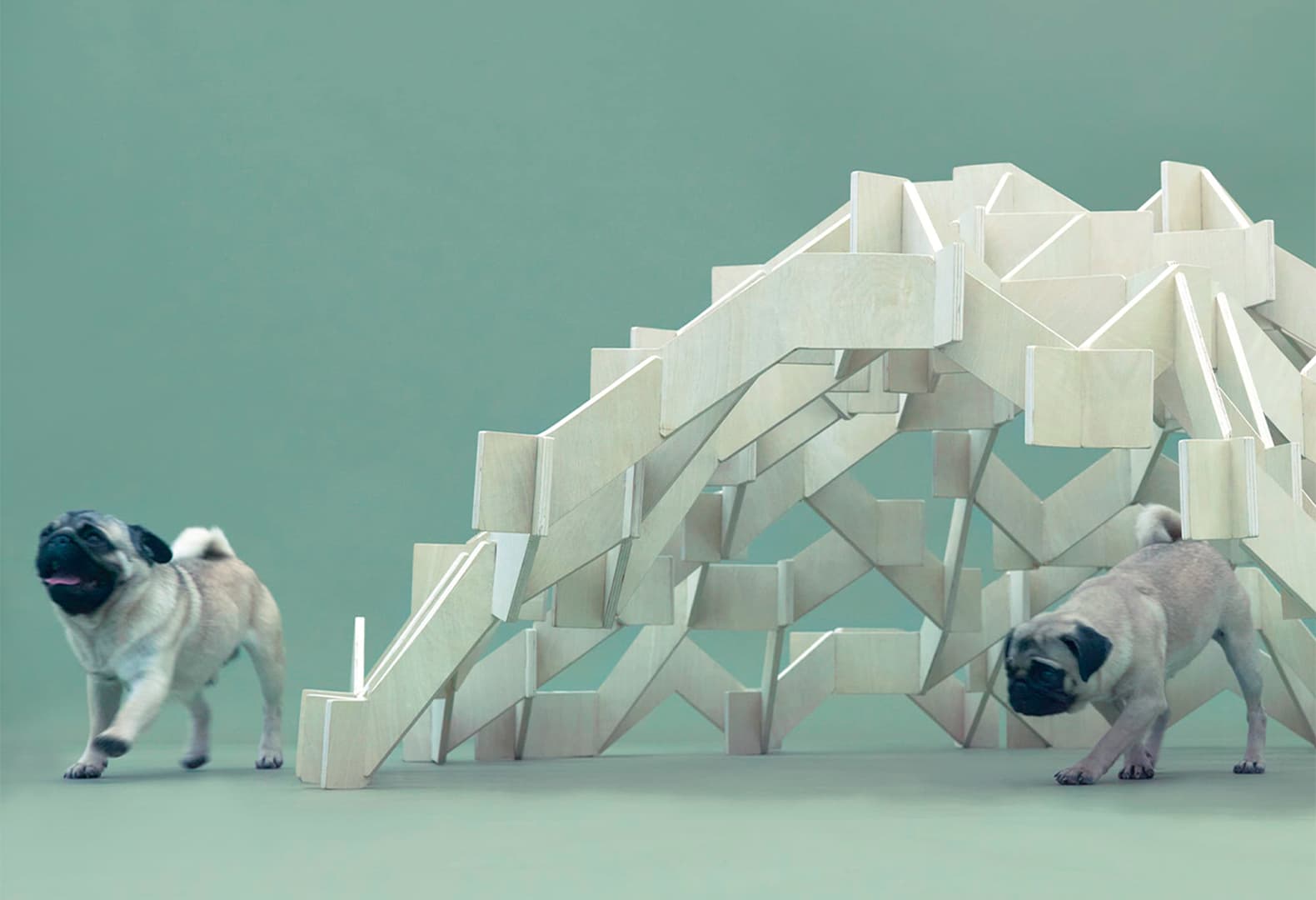 Architecture for Dogs