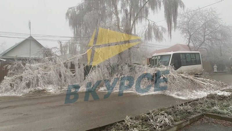 Дерево рухнуло на маршрутку в Ставрополе