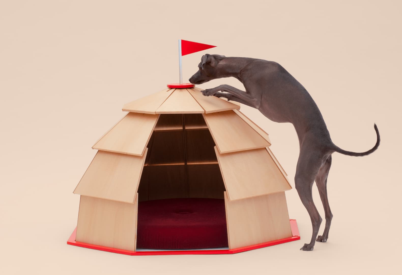 Architecture for Dogs