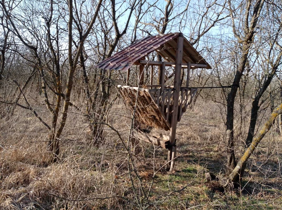 На Ставрополье начали подкармливать диких животных и птиц из-за заморозков0