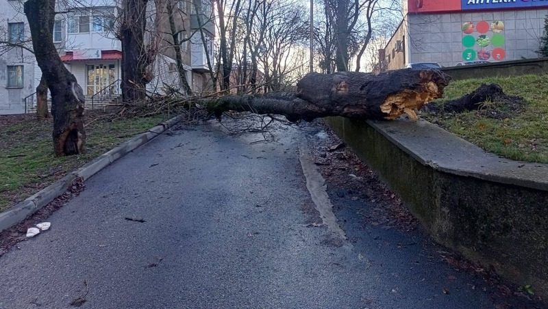 Ставропольские спасатели убрали ещё шесть упавших деревьев