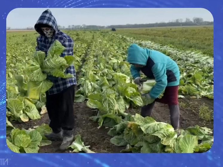 В Кабардино-Балкарии выращивают пекинскую капусту