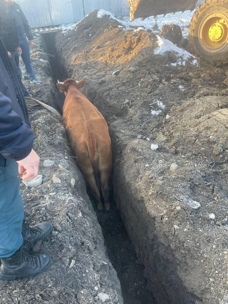 В Кисловодске спасают корову, провалившуюся в траншею в районе школы №22