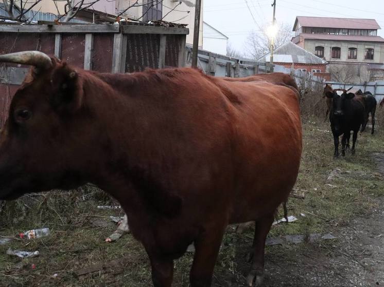 В Назрани продолжают борьбу с бродячим скотом на улицах города