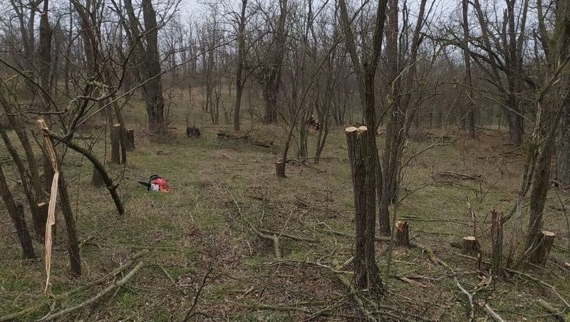 Уголовное дело по факту незаконной вырубки 46 акаций возбуждено на Ставрополье