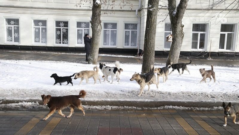 Более 600 обращений по отлову собак приняли в Железноводске