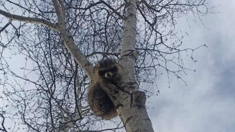 Енота, застрявшего на дереве в Пятигорске, передали в приют