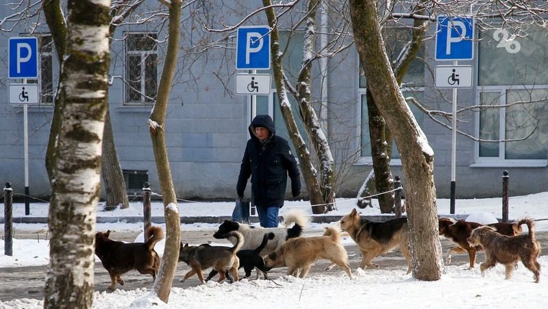 Глава Ставрополья призвал обезопасить земляков от бездомных собак