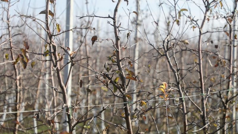 Первые выплаты на развитие отрасли получили садоводы Ставрополья