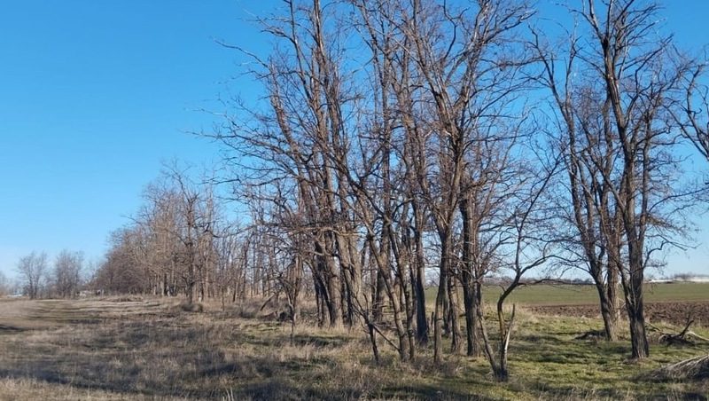 Порядка 70% лесополос Ставрополья в удовлетворительном состоянии - минприроды