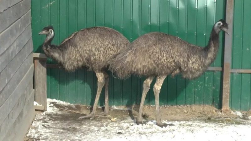 Страусиную ферму откроют в Предгорном округе