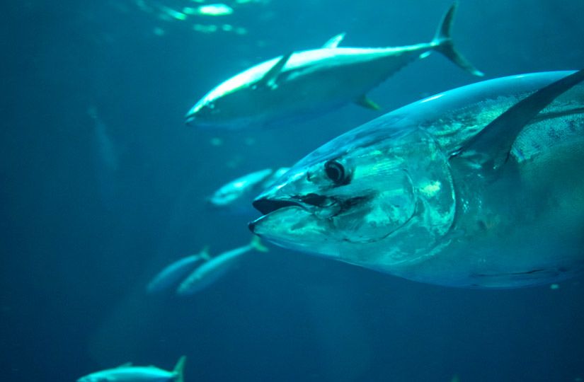 В какой морской рыбе кальция больше, чем в молоке: восемь самых полезных видов1