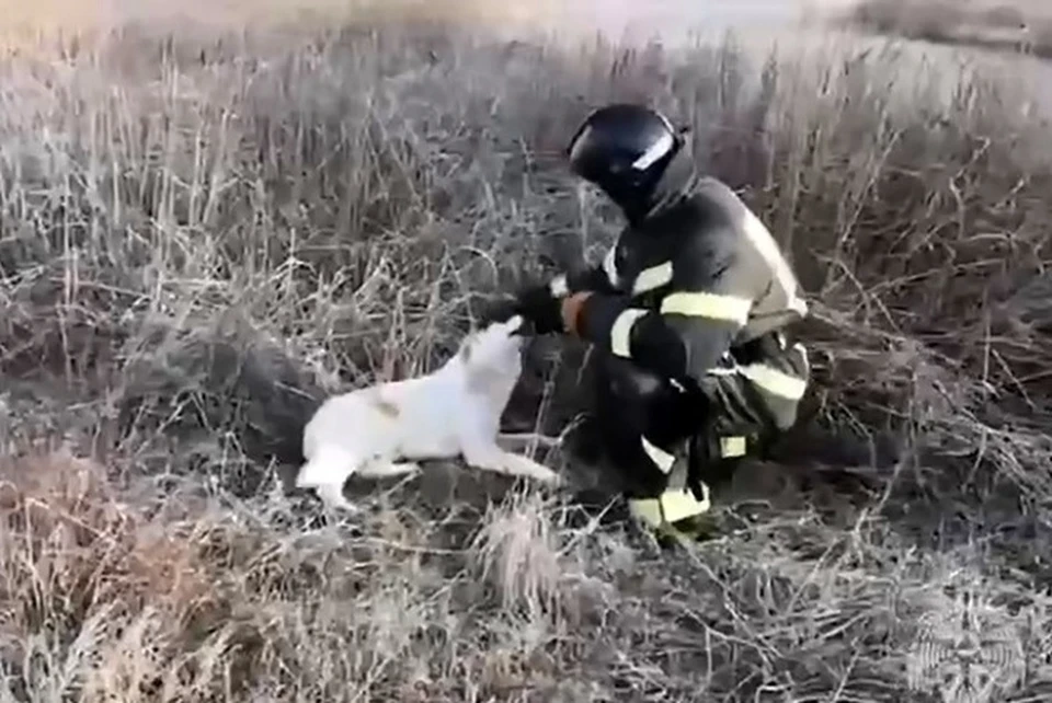 В Северной Осетии спасатели вытащили собаку из глубокого колодца0