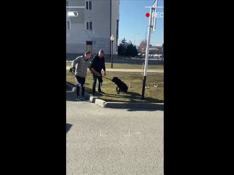 В Черкесске отловили бездомных собак гуманным способом