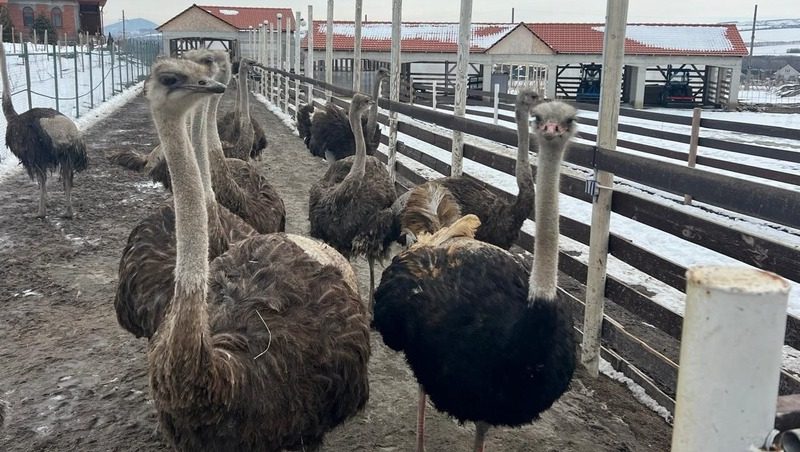 В Предгорном округе начали разводить страусов эму