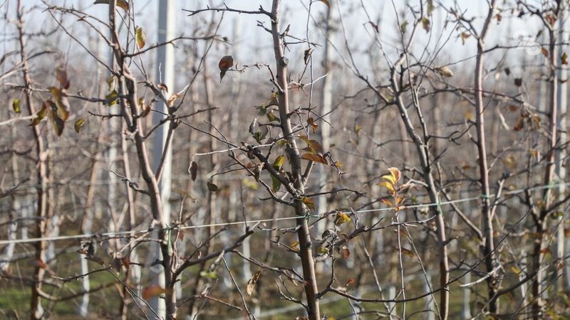 25 сортов яблок выращивают в садах Георгиевского округа