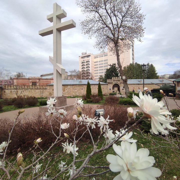 В исторической части Кисловодска зацвела магнолия  Ставрополь (Кавказ)1