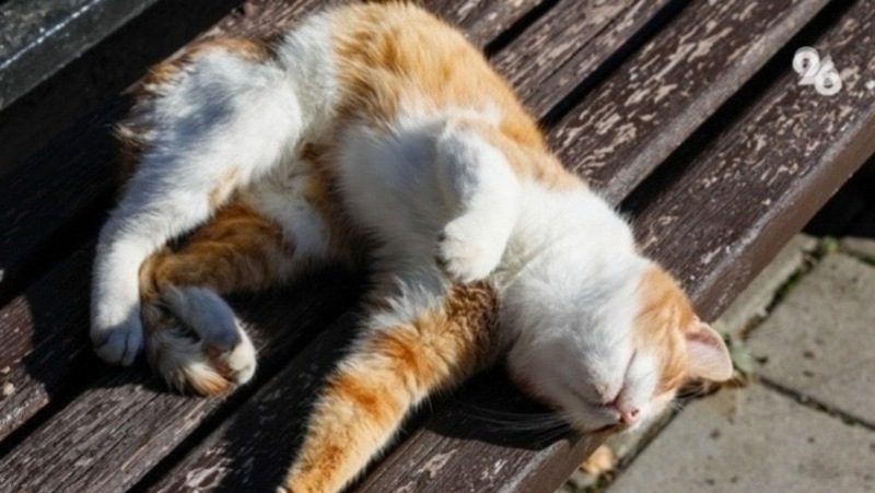 До +28 градусов потеплеет на Ставрополье в конце недели