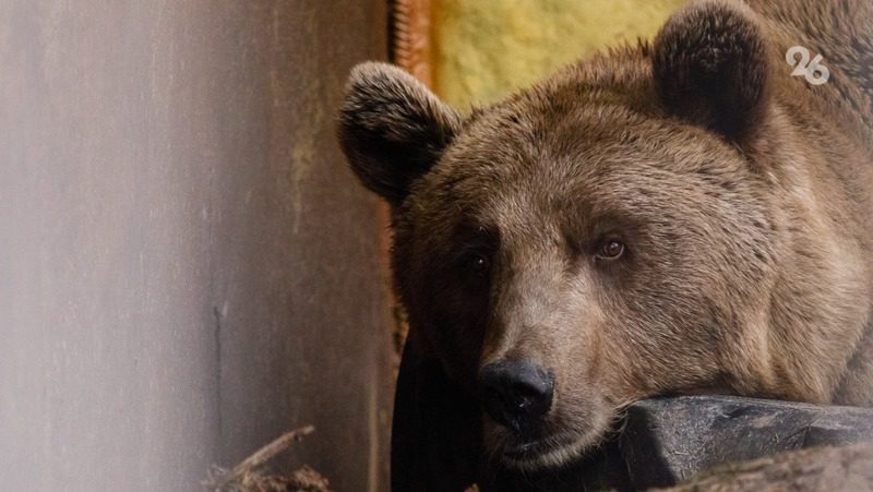 Медвежонка застрелили в одном из сёл Дагестана