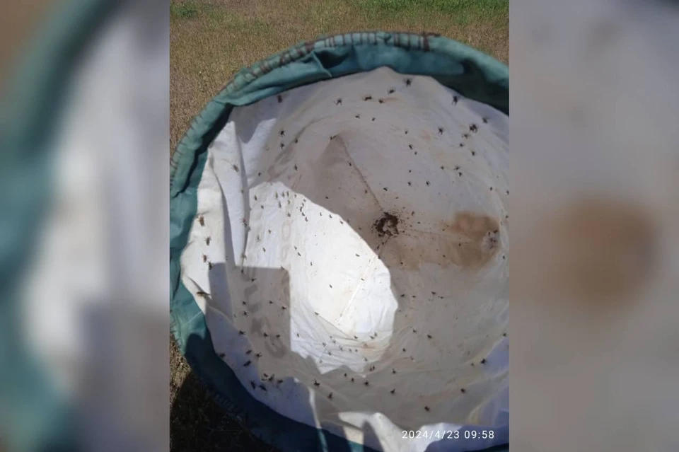 На двух пастбищах Ставрополья обнаружили мароккскую саранчу0