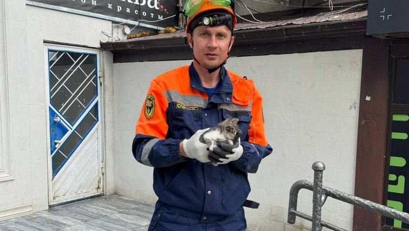 Спасатели сняли котёнка с крыши магазина в Ставрополе