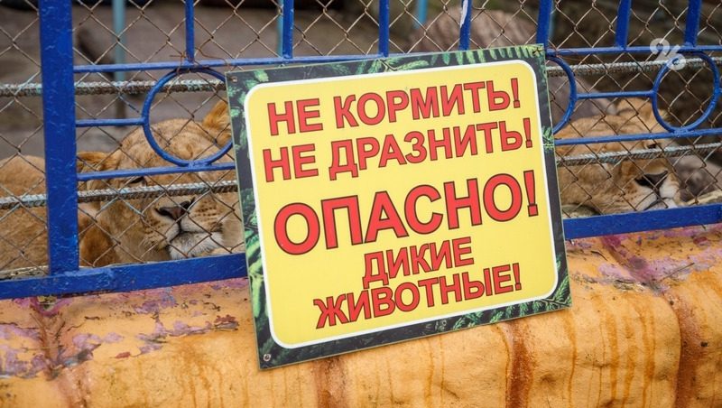 Ставрополец, кинувший таблетки леопарду и рыси, «хотел привести их в чувство»