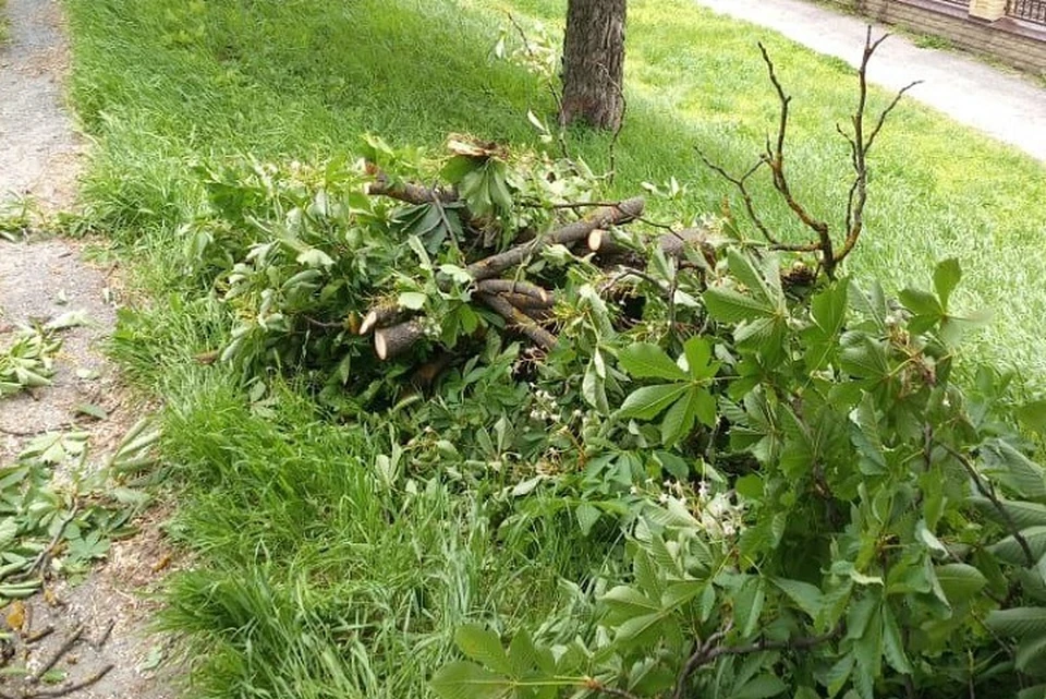 В Ессентуках ураганный ветер повалил несколько деревьев в парке0
