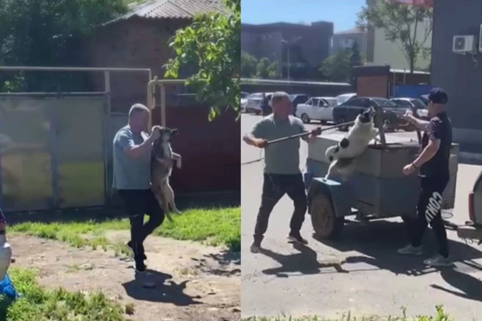 В Кисловодск привезут 15 гуманно отловленных псов из Черкесска0