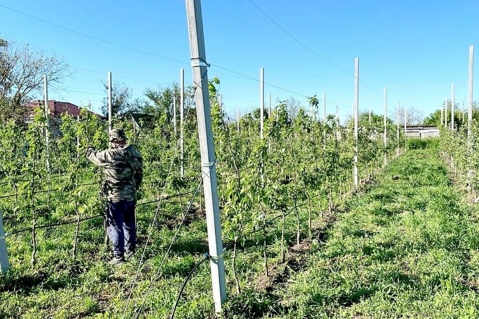В ЛПХ на Ставрополье заложили три суперинтенсивных яблоневых сада0