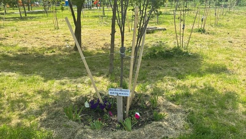 В Невинномысске прижился тополь Победы, привезённый из Волгограда
