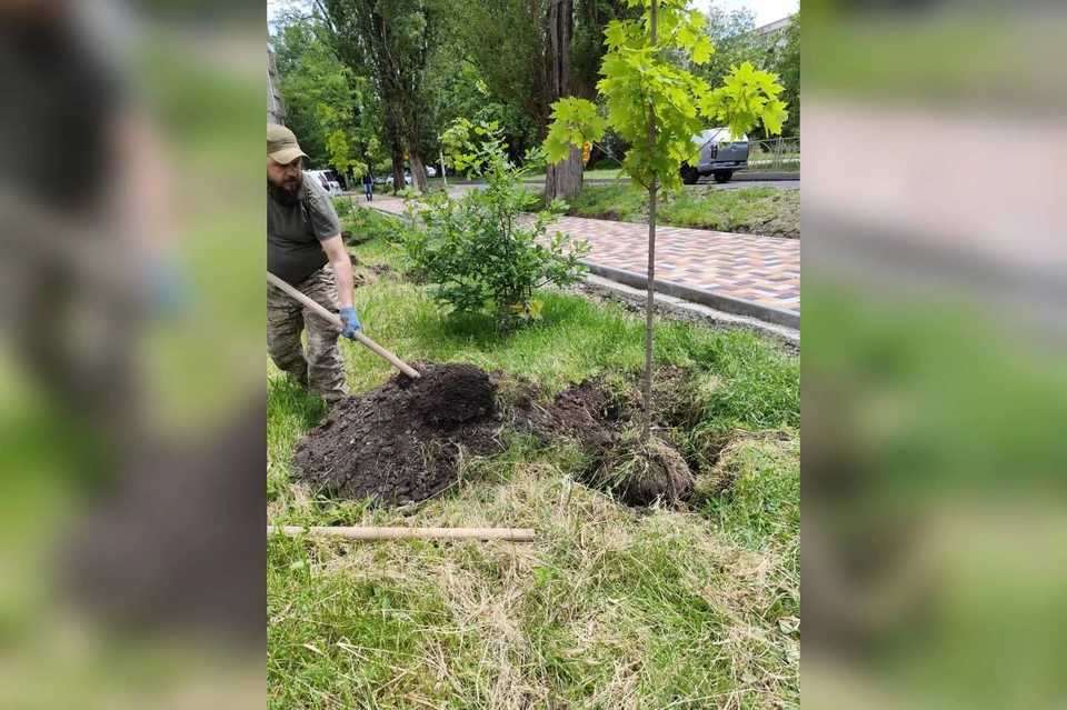 На проспекте Кулакова в Ставрополе высадили около 80 деревьев0