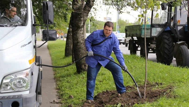 На улицах Ставрополя высади почти 90 деревьев