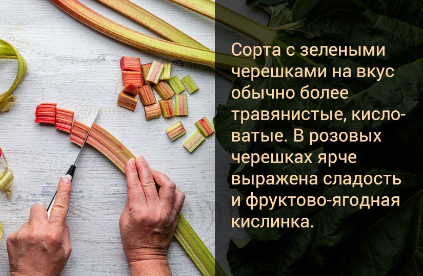 Ответили на пять популярных вопросов о ревене: как он стал русским и полезным2