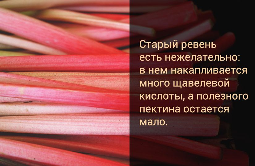 Ответили на пять популярных вопросов о ревене: как он стал русским и полезным0