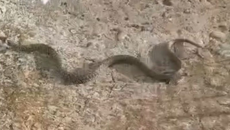 Ставропольские спасатели отловили змею в летней кухне частного дома