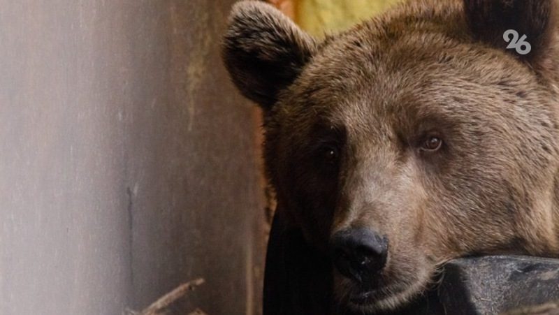 В Дагестане люди спасли медведя, который залез во двор