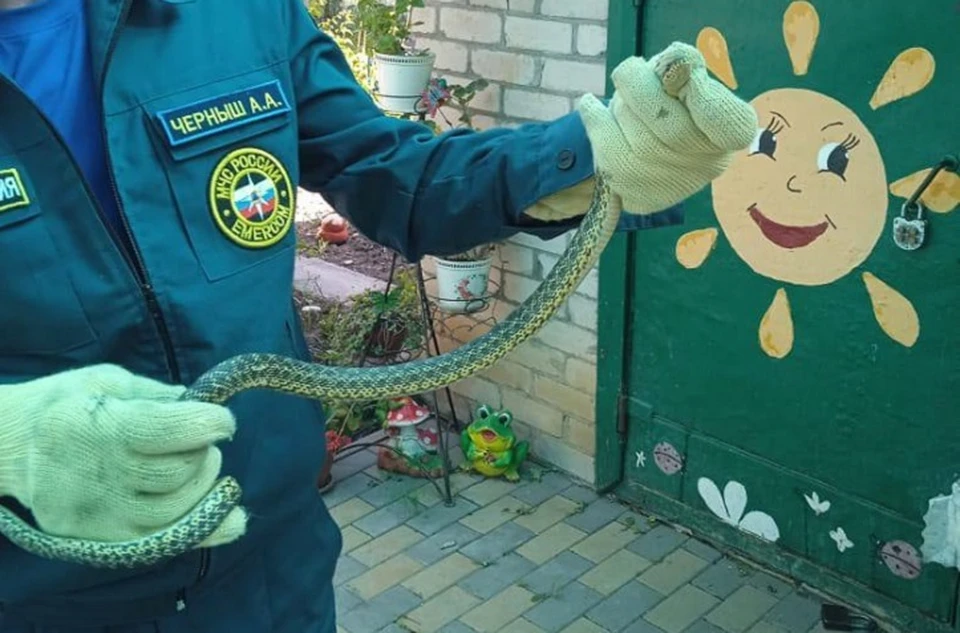 В Невинномысске на Ставрополье участились случаи заползания в дома змей0