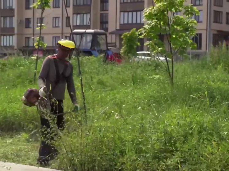 Во Владикавказе начали борьбу с амброзией