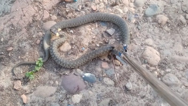 Змею отловили на одном из подворий в селе Красногвардейском